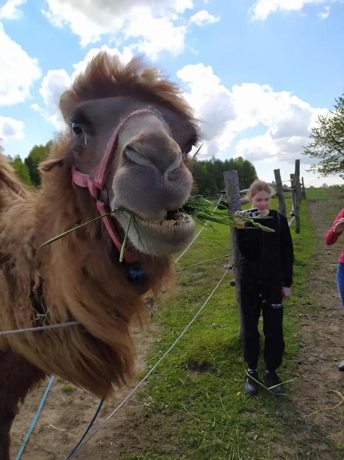 Pensjonat Przy Stajni Kierzkowo  Exteriör bild