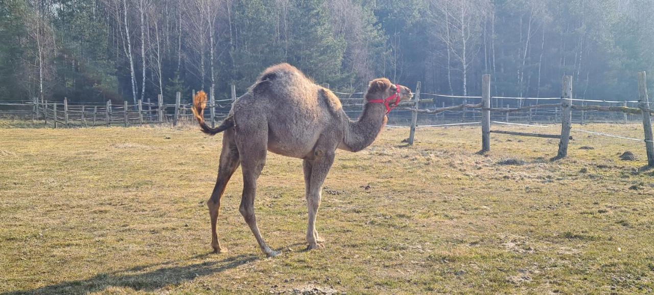 Pensjonat Przy Stajni Kierzkowo  Exteriör bild