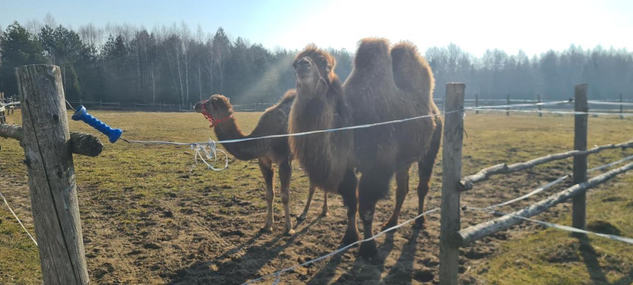 Pensjonat Przy Stajni Kierzkowo  Exteriör bild