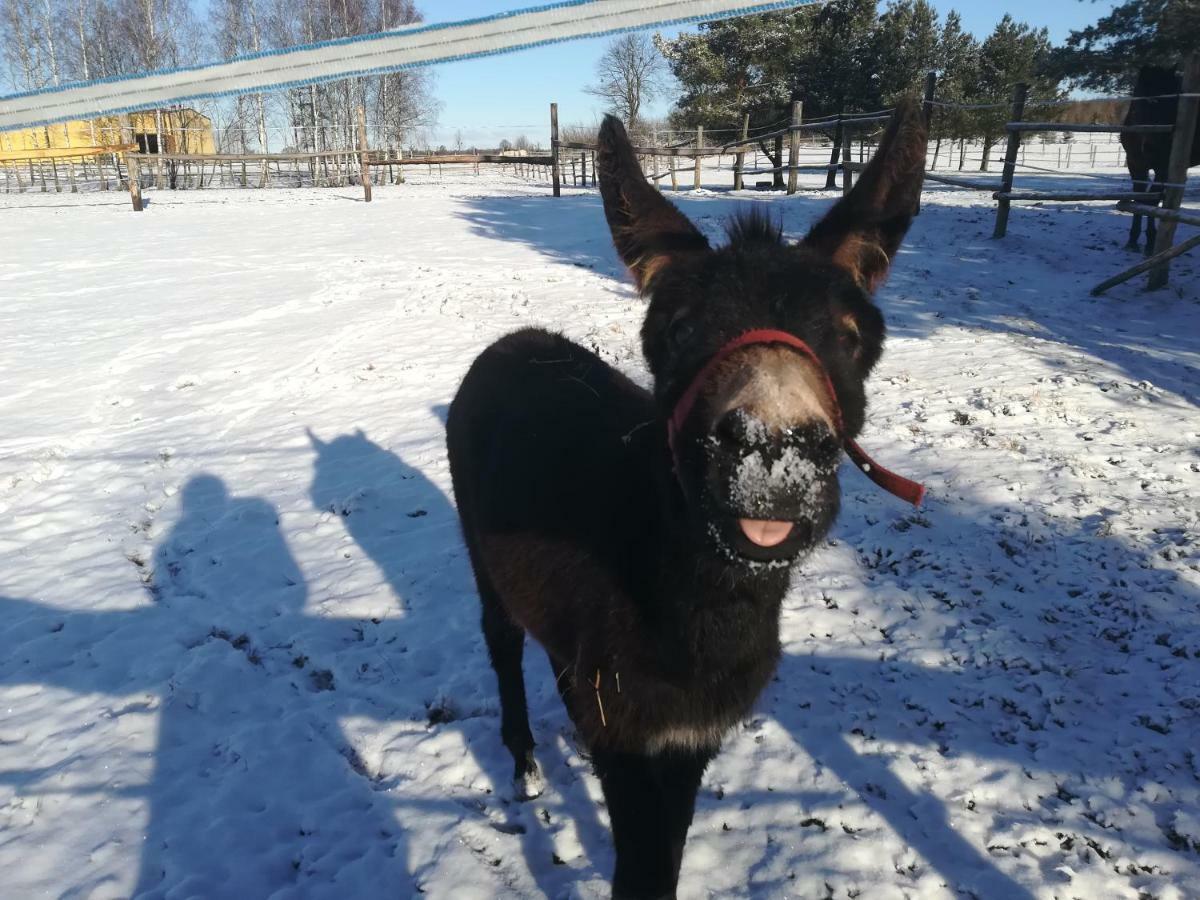 Pensjonat Przy Stajni Kierzkowo  Exteriör bild