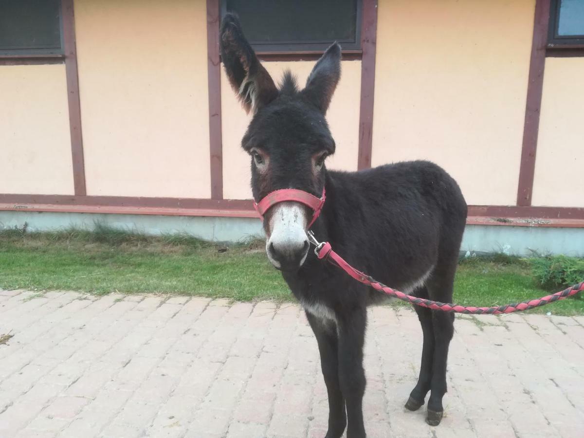 Pensjonat Przy Stajni Kierzkowo  Exteriör bild